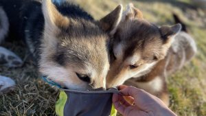A vibrant dog park bathed in sunlight features abundant greenery with mature trees, offering ample shade for leisurely outdoor activities. In the distance is a well-equipped playground that presents an additional activity area. An inviting picnic table spreads out nearby, ideal for enjoying meals al fresco or taking relaxing breaks from play. A neatly-placed trash bin aids in maintaining the park's cleanliness for everyone's enjoyment. Dominating the scene is a generously wide dirt path gracefully curving through the expanse of grass, promising exploratory walks and lively fetch games.
