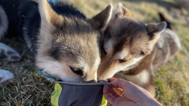 Paws on the path: travel smart, go green