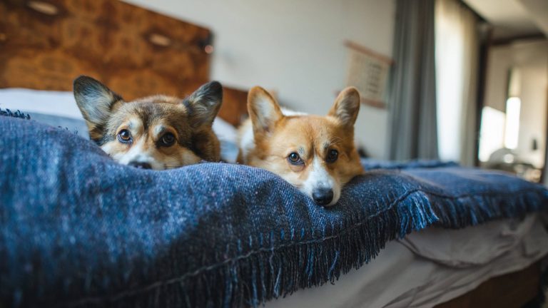 Check in, wag out: dog-friendly hotels in Bishop