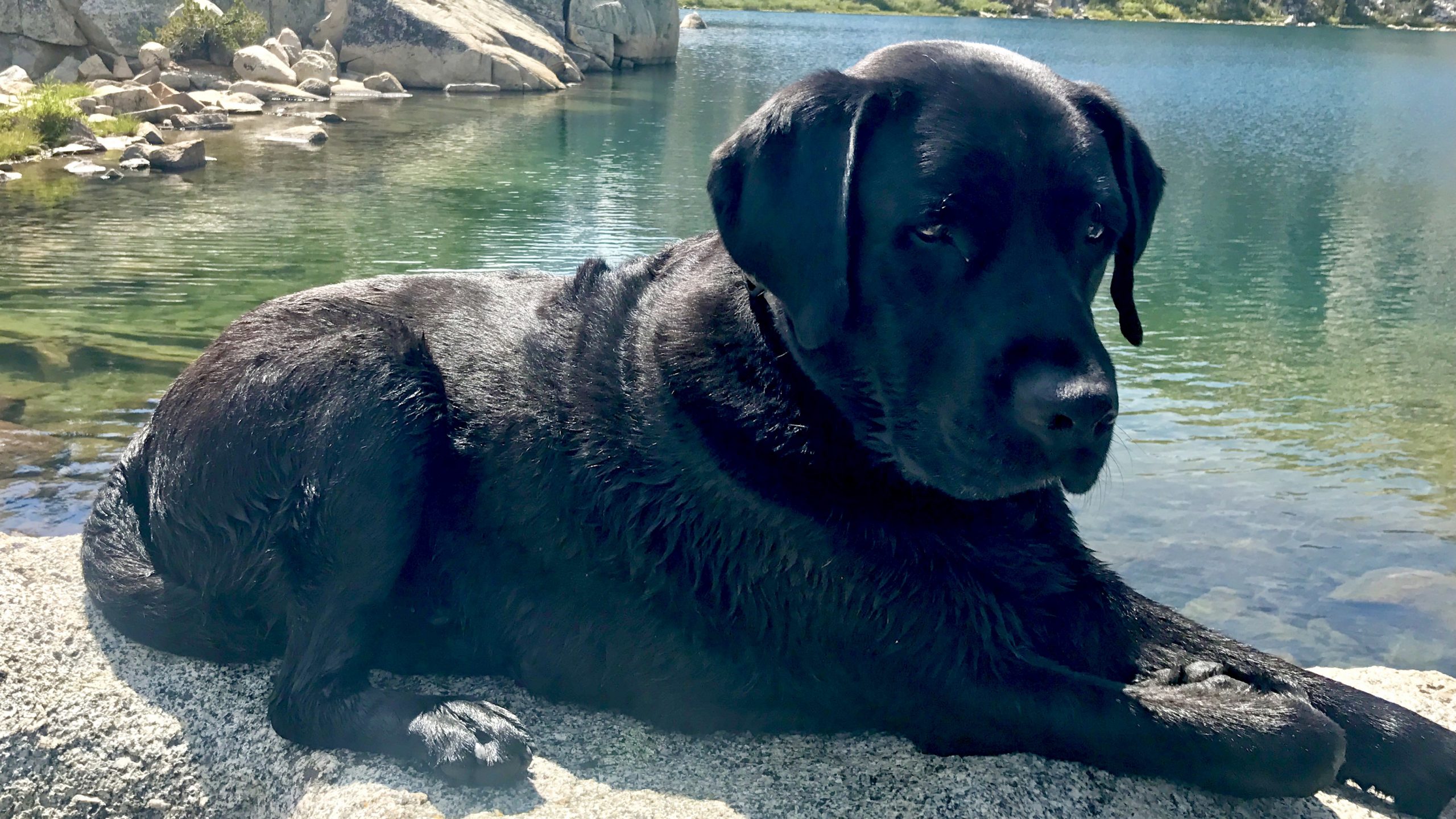 A vibrant dog park bathed in sunlight features abundant greenery with mature trees, offering ample shade for leisurely outdoor activities. In the distance is a well-equipped playground that presents an additional activity area. An inviting picnic table spreads out nearby, ideal for enjoying meals al fresco or taking relaxing breaks from play. A neatly-placed trash bin aids in maintaining the park's cleanliness for everyone's enjoyment. Dominating the scene is a generously wide dirt path gracefully curving through the expanse of grass, promising exploratory walks and lively fetch games.