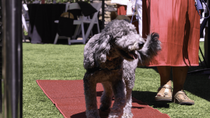 Fluffy black dog attends Wag, Wine & Dine 2025.