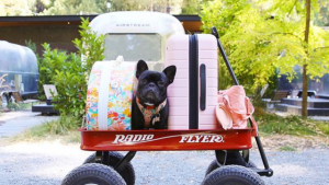 A vibrant dog park bathed in sunlight features abundant greenery with mature trees, offering ample shade for leisurely outdoor activities. In the distance is a well-equipped playground that presents an additional activity area. An inviting picnic table spreads out nearby, ideal for enjoying meals al fresco or taking relaxing breaks from play. A neatly-placed trash bin aids in maintaining the park's cleanliness for everyone's enjoyment. Dominating the scene is a generously wide dirt path gracefully curving through the expanse of grass, promising exploratory walks and lively fetch games.