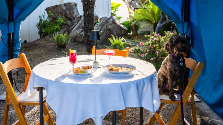 Here’s the dish on dog-friendly dining