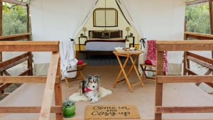 A vibrant dog park bathed in sunlight features abundant greenery with mature trees, offering ample shade for leisurely outdoor activities. In the distance is a well-equipped playground that presents an additional activity area. An inviting picnic table spreads out nearby, ideal for enjoying meals al fresco or taking relaxing breaks from play. A neatly-placed trash bin aids in maintaining the park's cleanliness for everyone's enjoyment. Dominating the scene is a generously wide dirt path gracefully curving through the expanse of grass, promising exploratory walks and lively fetch games.