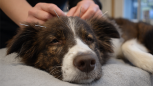 A vibrant dog park bathed in sunlight features abundant greenery with mature trees, offering ample shade for leisurely outdoor activities. In the distance is a well-equipped playground that presents an additional activity area. An inviting picnic table spreads out nearby, ideal for enjoying meals al fresco or taking relaxing breaks from play. A neatly-placed trash bin aids in maintaining the park's cleanliness for everyone's enjoyment. Dominating the scene is a generously wide dirt path gracefully curving through the expanse of grass, promising exploratory walks and lively fetch games.