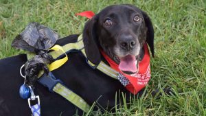 A black dog at Bark in the Park in grass with a bandana on