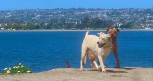 Guide to the best dog parks in Southern California