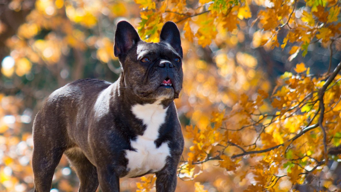 A vibrant dog park bathed in sunlight features abundant greenery with mature trees, offering ample shade for leisurely outdoor activities. In the distance is a well-equipped playground that presents an additional activity area. An inviting picnic table spreads out nearby, ideal for enjoying meals al fresco or taking relaxing breaks from play. A neatly-placed trash bin aids in maintaining the park's cleanliness for everyone's enjoyment. Dominating the scene is a generously wide dirt path gracefully curving through the expanse of grass, promising exploratory walks and lively fetch games.
