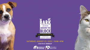 Brown and white puppy on left, long-haired white and brown cat on right; center text: “Bark & Meow” adoption, Aug 23, Berkeley.