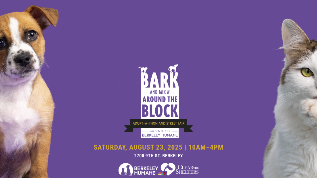 Brown and white puppy on left, long-haired white and brown cat on right; center text: “Bark & Meow” adoption, Aug 23, Berkeley.