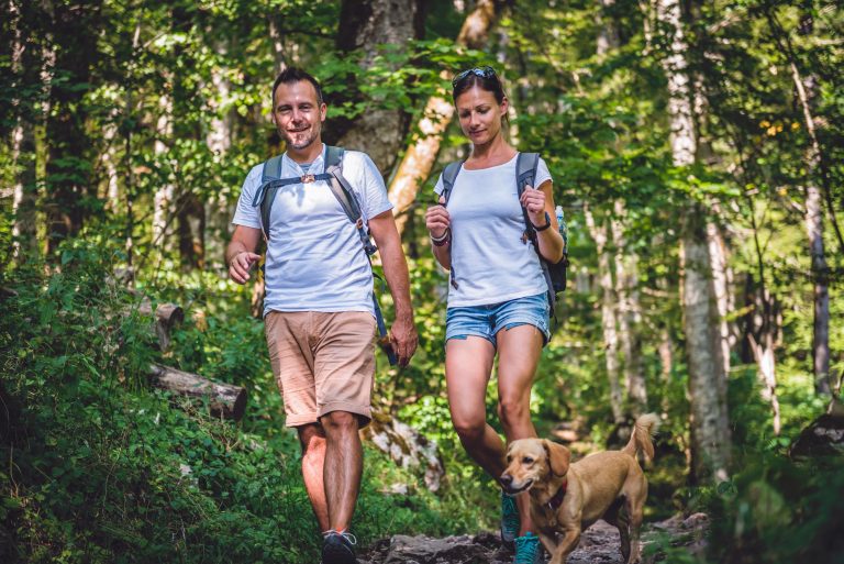 A vibrant dog park bathed in sunlight features abundant greenery with mature trees, offering ample shade for leisurely outdoor activities. In the distance is a well-equipped playground that presents an additional activity area. An inviting picnic table spreads out nearby, ideal for enjoying meals al fresco or taking relaxing breaks from play. A neatly-placed trash bin aids in maintaining the park's cleanliness for everyone's enjoyment. Dominating the scene is a generously wide dirt path gracefully curving through the expanse of grass, promising exploratory walks and lively fetch games.