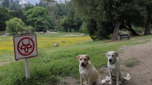 Two yellow Labradors sit on a dirt path by a biohazard sign in a Santa Clara dog park with trees, grass, and illness warning.