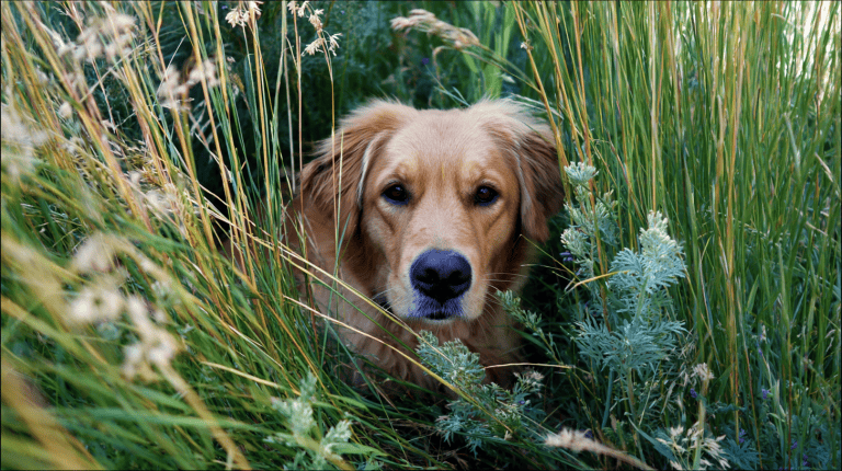 Golden retriever sitting in tall grass, looking at camera. Example of dog enjoying nature where exposure to ticks is possible.