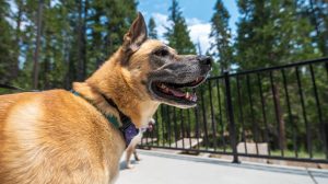 Tan and black dog wearing a purple collar stands on a sunny patio with railing, tall green trees, and blue sky in Mariposa County.