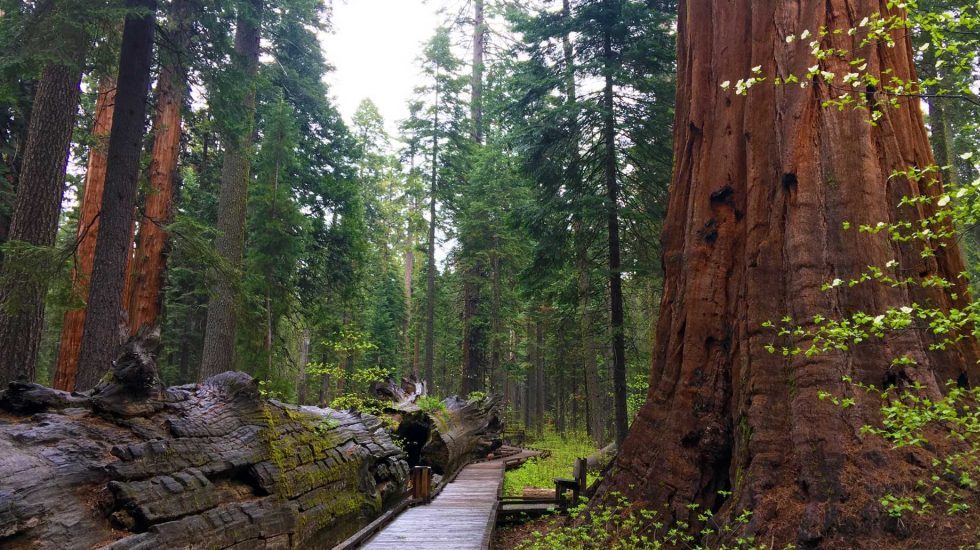 Majestic redwood forest trail suitable for dog-friendly hikes and outdoor adventures. Experience nature’s beauty with your dog amidst towering trees and lush green scenery.