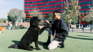 Black poodle and person