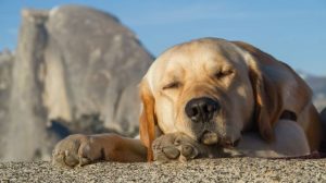 Dog by rock in yosemite. Photo by Annie Negel.