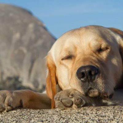 Dog by rock in yosemite. Photo by Annie Negel.