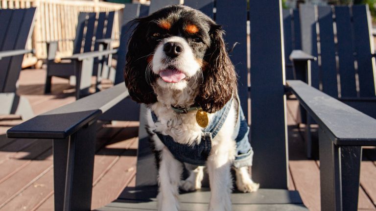 Marina Riviera Big Bear. Photo by Hotel Marina Riviera.