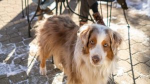 Dog at Wate;rman's Landing